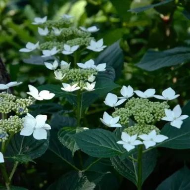 hydrangea-trophy-2