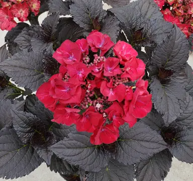 Hydrangea 'Tuxedo Black Tie' plant with black leaves and red flowers.