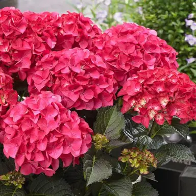 hydrangea-tuxedo-red-