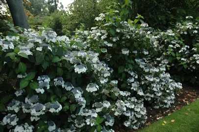 Hydrangea veitchii plant with masses of blue and white flowers.