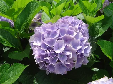 Hydrnagea 'Viking' light purple flower.