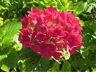 Hydrangea 'Voster Fruhot' pink flower.