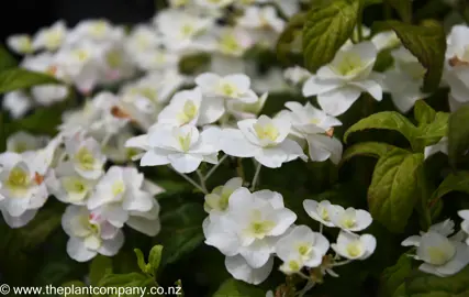 hydrangea-serrata-white-on-white--1