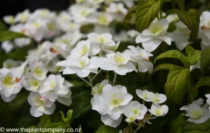 hydrangea-white-on-white--1