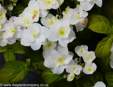 hydrangea-white-on-white--2