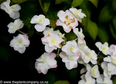 hydrangea-serrata-white-on-white--3