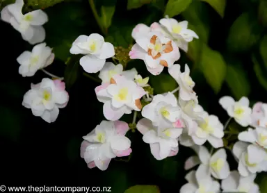 hydrangea-white-on-white--3