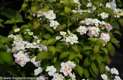 hydrangea-white-on-white--4