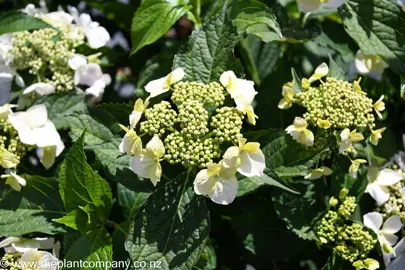 hydrangea-white-wave--1