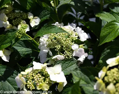 hydrangea-white-wave--2