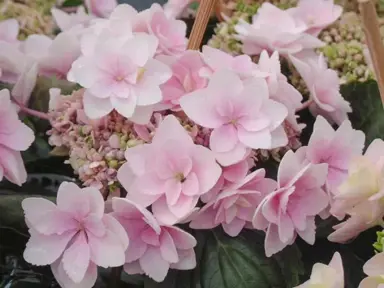 Hydrangea 'You Me Emotion' pink flower head.