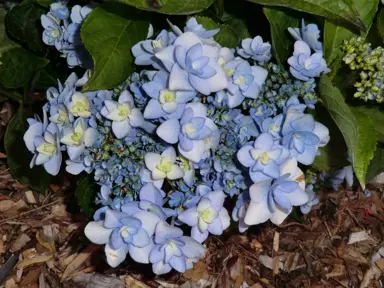 Hydrangea 'You Me Forever' blue flowers.