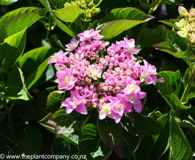 hydrangea-you-me-passion--1