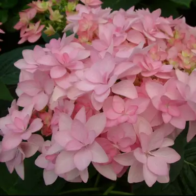 Hydrangea 'You Me Romance' pink flower.