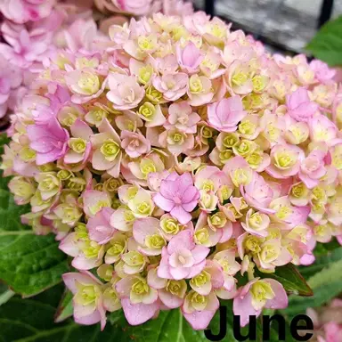 hydrangea-you-me-together-