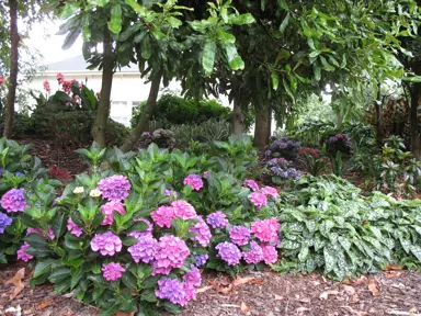 Hydrangea 'Zurich' shrub with purple flowers.