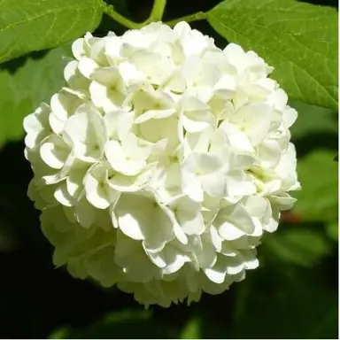 hydrangea-agnes-pavelli-