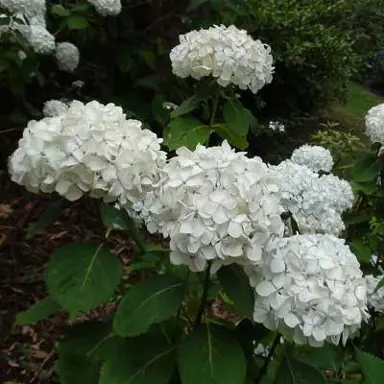 hydrangea-agnes-pavelli-1