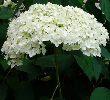 hydrangea-annabelle-