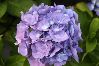 hydrangea-birgit-blue-