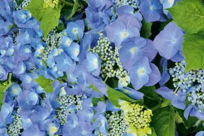 hydrangea-blaumeise-