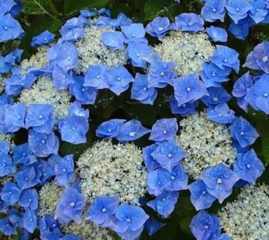 hydrangea-blaumeise-3