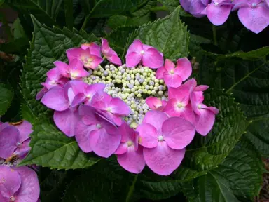 hydrangea-fasan-