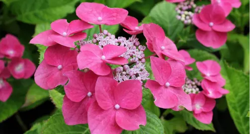 hydrangea-fasan-1