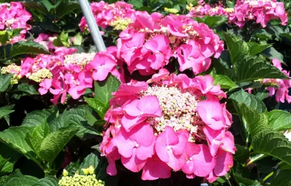 hydrangea-fasan-2