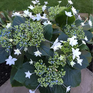 hydrangea-fireworks-