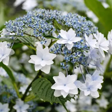 hydrangea-macrophylla-fireworks-1