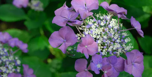 hydrangea-geoffrey-chadbund-