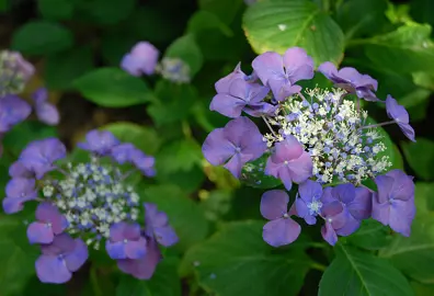 hydrangea-geoffrey-chadbund-1