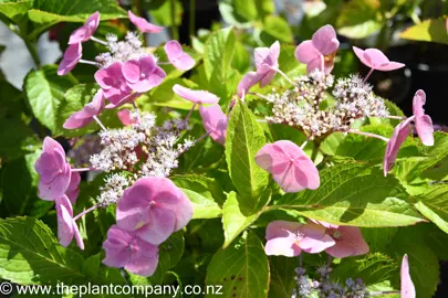 hydrangea-geoffrey-chadbund-4