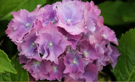 hydrangea-macrophylla-holstein-