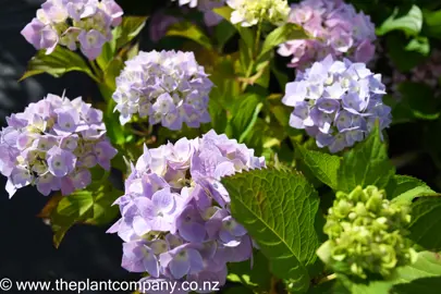 hydrangea-holstein-1