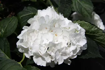 hydrangea-immaculata-