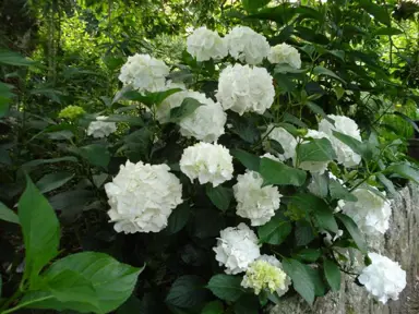 hydrangea-immaculata-1