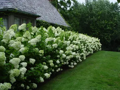 hydrangea-limelight-