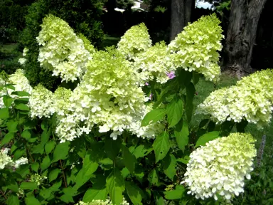 hydrangea-limelight-1