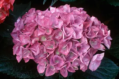 hydrangea-macrophylla-adria-2