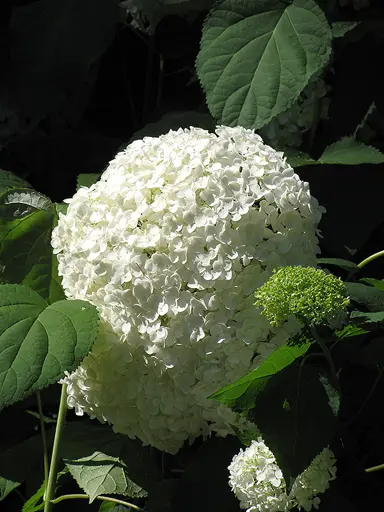 hydrangea-alba-