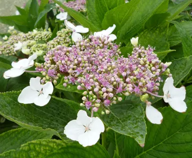 hydrangea-mariesii-perfecta-2