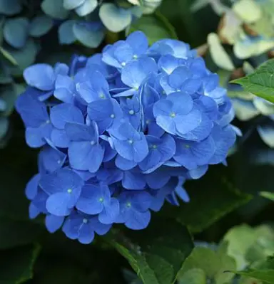 hydrangea-mathilda-gutges-