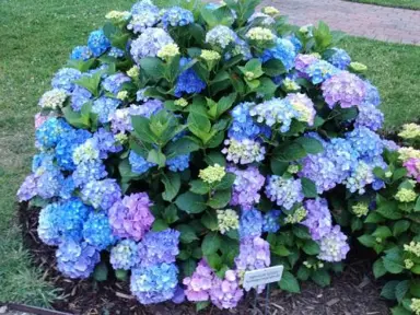 hydrangea-mathilda-gutges-1