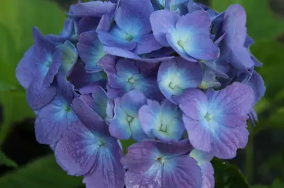 hydrangea-mathilda-gutges-2