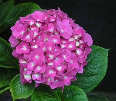 hydrangea-miss-belgium-