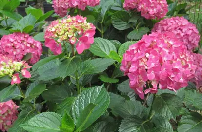 hydrangea-miss-belgium-1