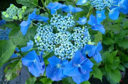 hydrangea-nightingale-