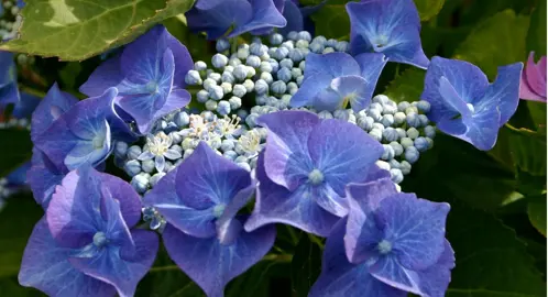 hydrangea-nightingale-3